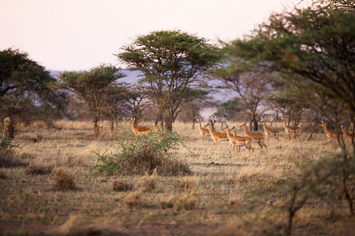Gazelles in Serengeti