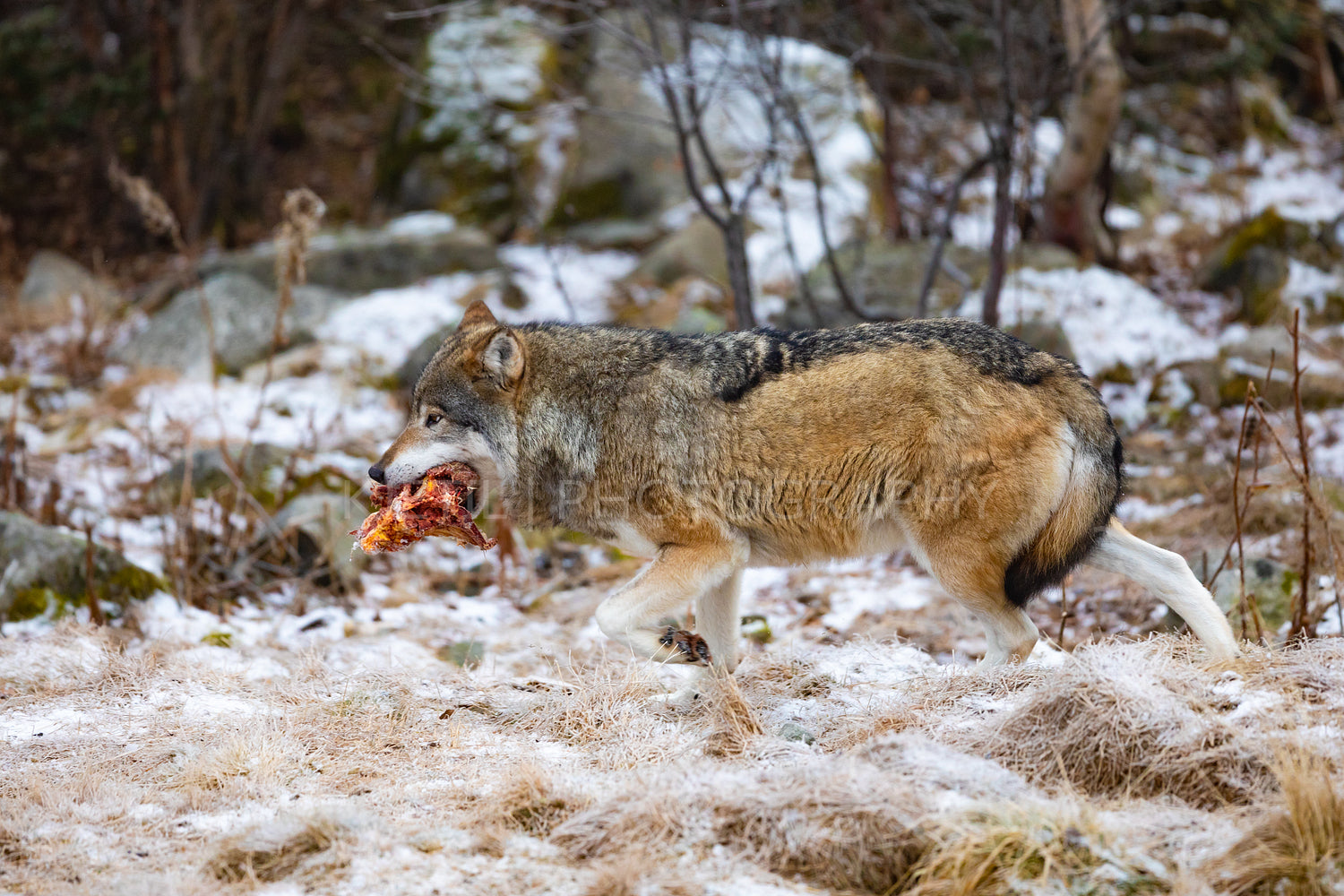 Magnificent wolf running in the forest with meat in the mouth