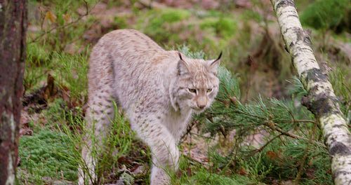 Young european lynx cub walks in the forest