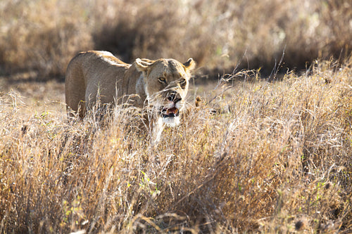 Lioness in Serengeti