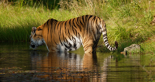Tiger standing in a pond in the forest and drink water