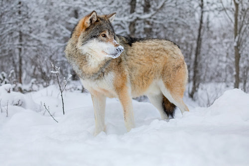 Wolf standing in the snow in beautiful winter forest in the evening