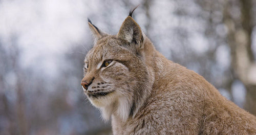Close-up of a Eurasian lynx lying in the woods