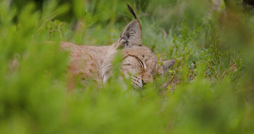 Lynx resting peacefully in a green grassy field