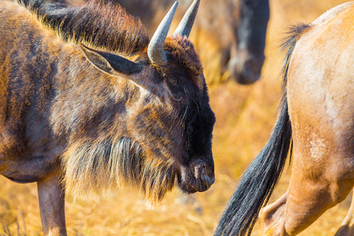 Close-up of wildebeest in a herd in Ngorongoro Africa