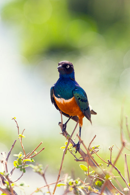 Superb starling in Africa