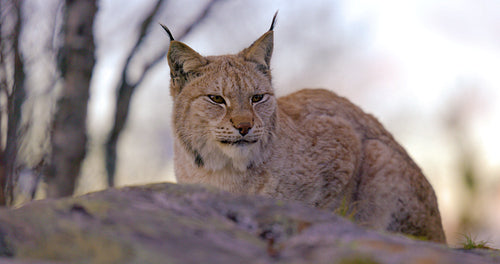 Close-up of a Eurasian lynx resting on a rock in forest looking for prey