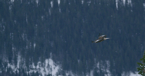 Camera follow a golden eagle flying majestically in the mountains in the winter
