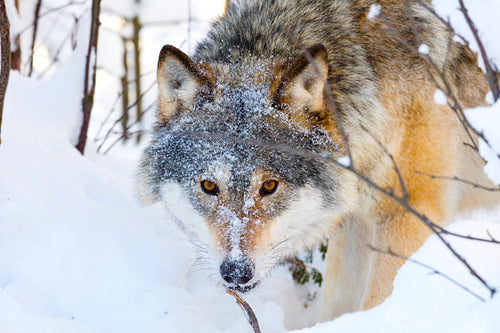 Close-up of wolf with wild eyes in winter forest