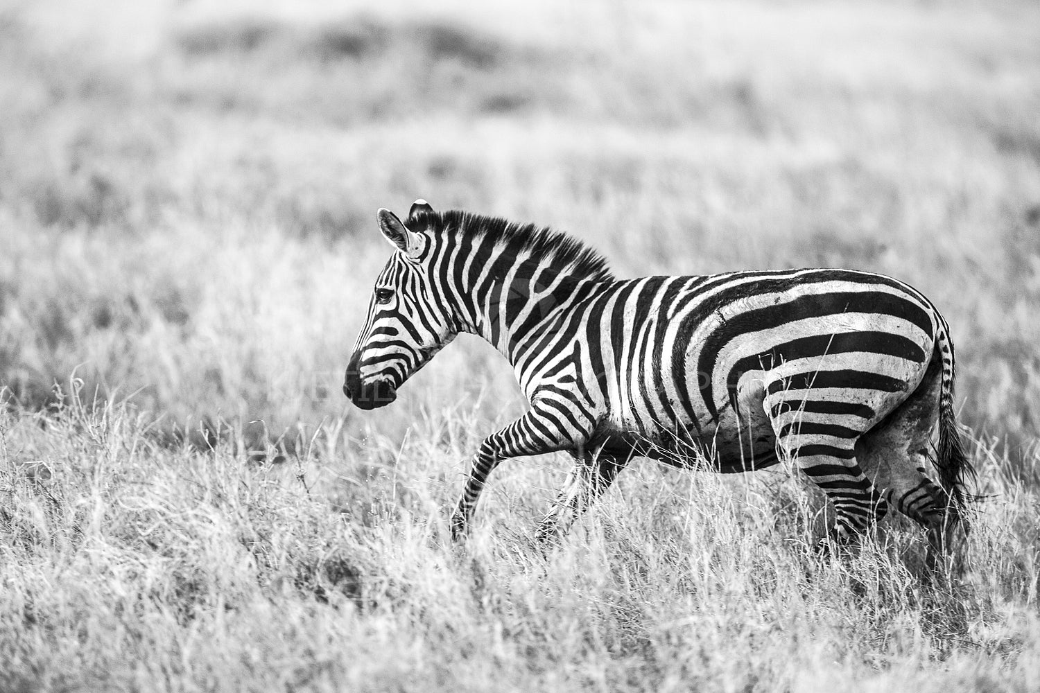 Running zebra at the great plains of Serengeti