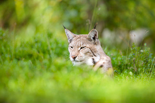 Eurasian lynx lying in the green grass