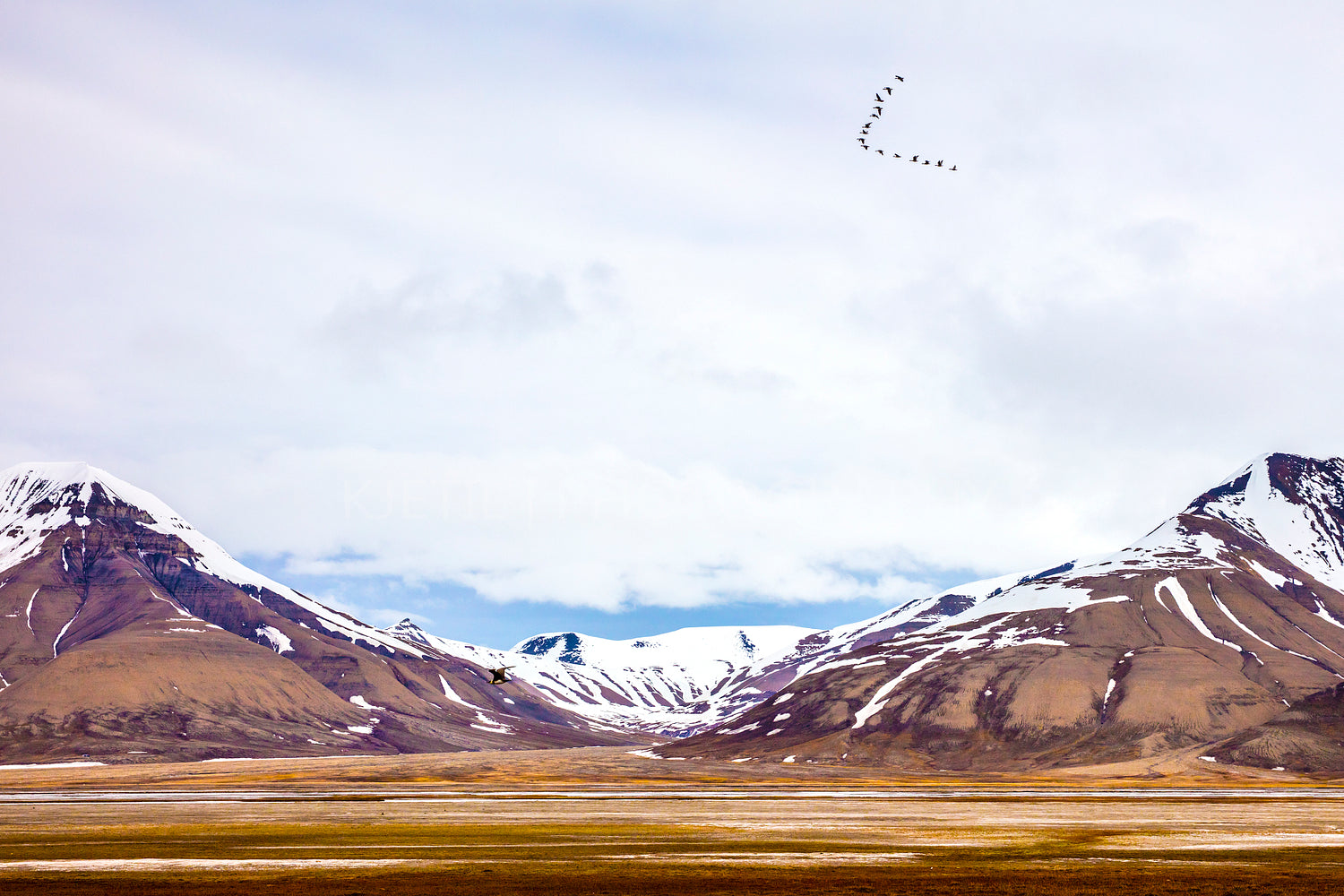 Birds flying between mountains in arctic summer landscape