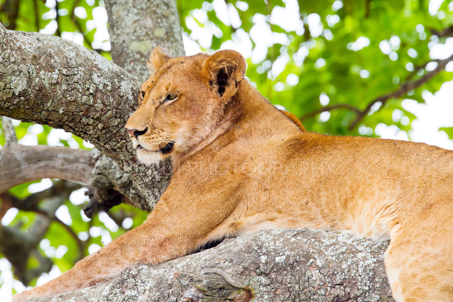 Young lion rests in tree