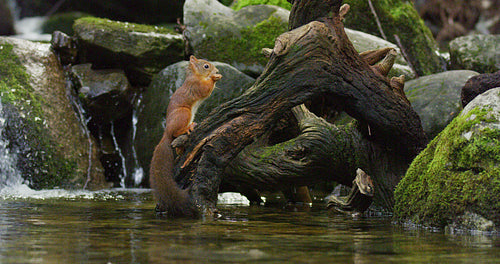 Cute red squirrel eating food at tree trunk in the water