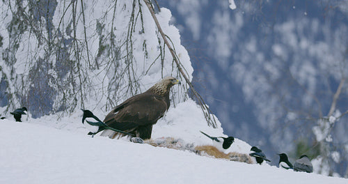 Beautiful golden eagle eating on a dead fox in mountains at winter
