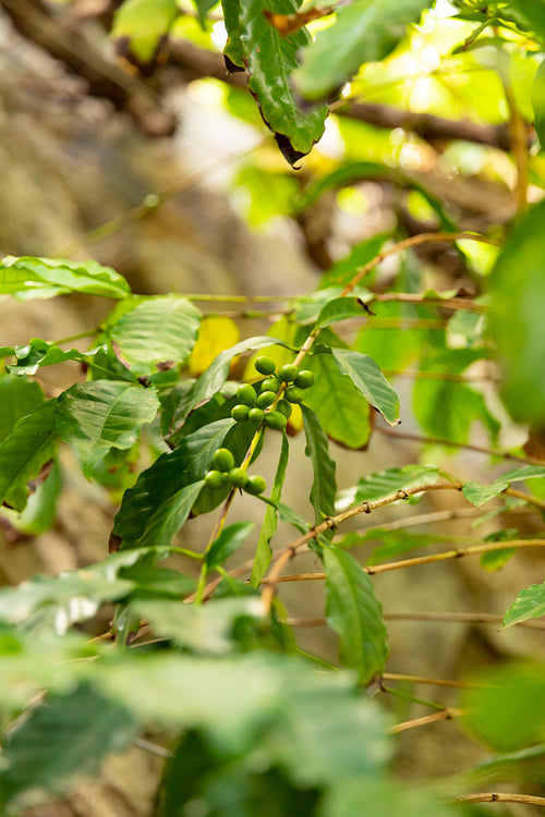 Green Coffee Fruit Plant Growing at Farm