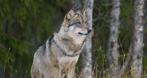Large male grey wolf standing in the forest