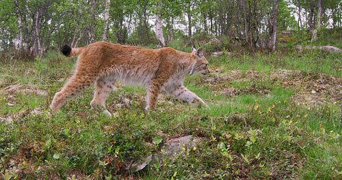 Focused young european lynx walking in the forest a summer evening
