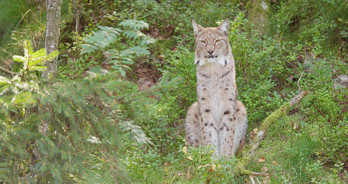 Close shot of a focused lynx on sitting in the shadows in the forest