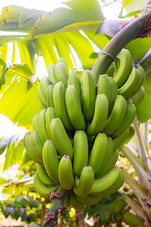 Close-Up Of Organic Green Banana Bunch at Large Farm