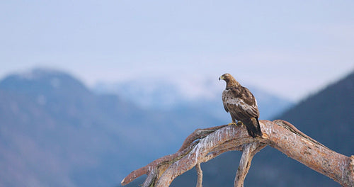 Golden eagle sits on a tree in the mountains at winter