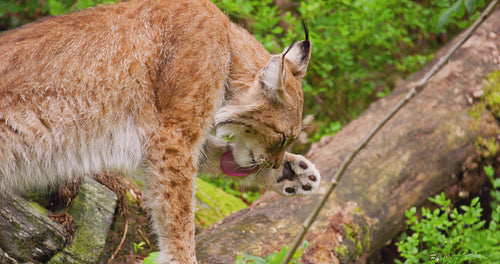 Lynx licking paw in forest