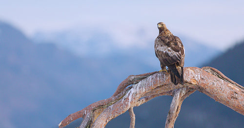 Large golden eagle sits on a tree in the mountains at winter