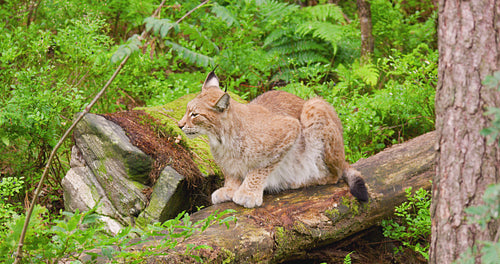 Alert lynx sitting on fallen tree