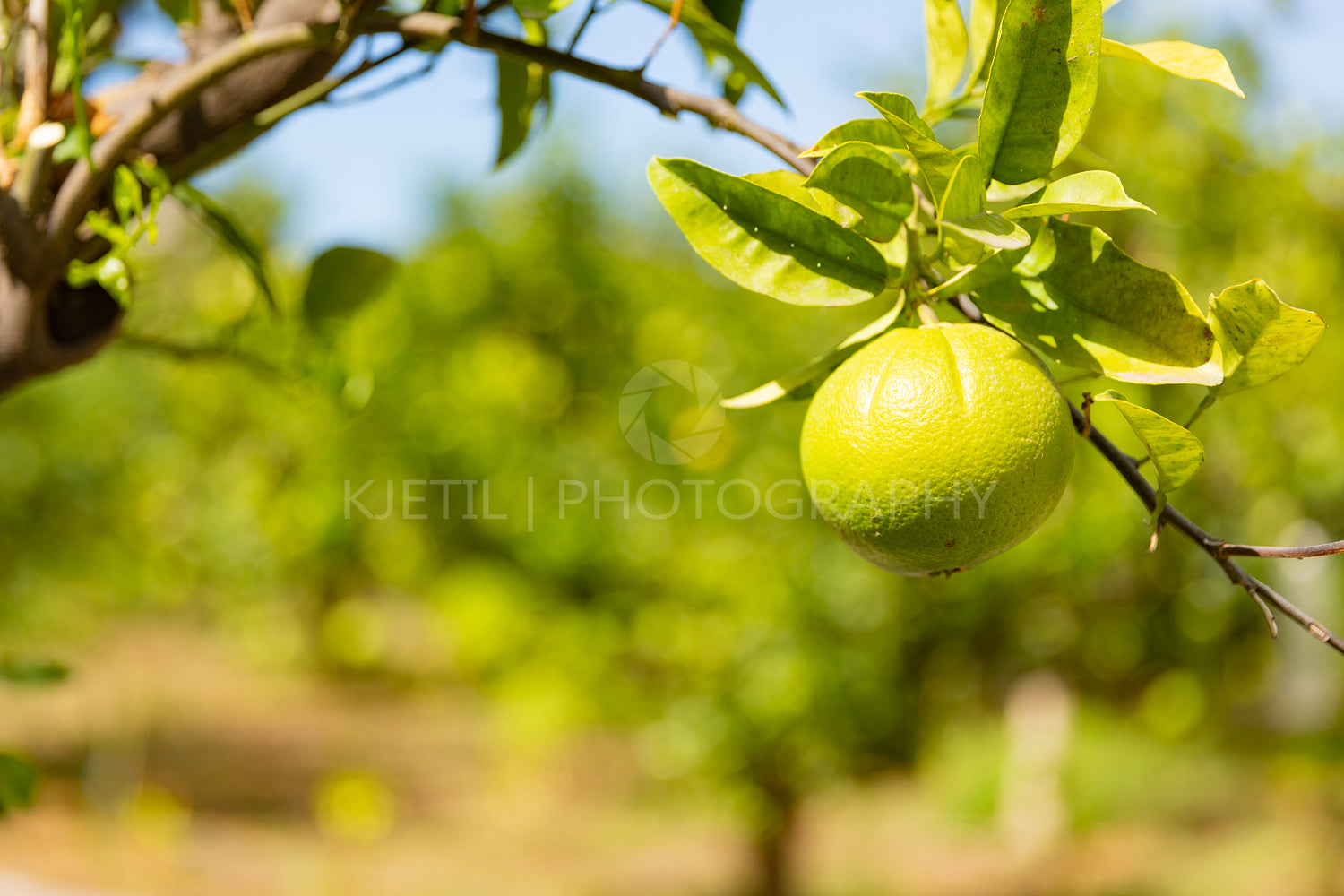 Close-Up Of Organic Fresh Lemons hanging in tree