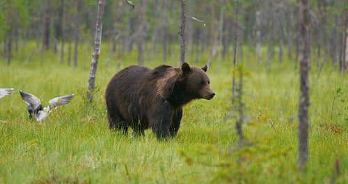 Big adult brown bear walking in the forest while birds flying in the back