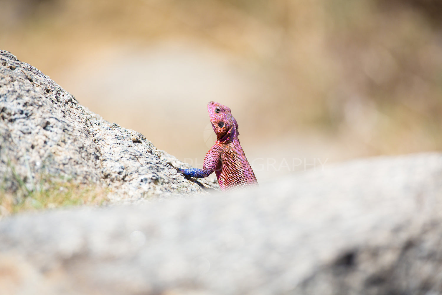 Gecko behind a rock