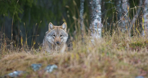 Wild female wolf walking in the grass in the forest