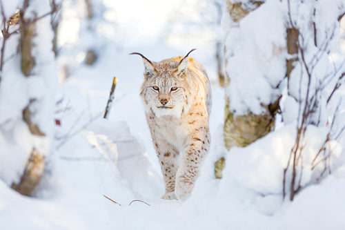 Lynx cat walks in the cold winter forest