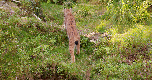 Young european lynx walking and stops to look for enemies or prey in the forest