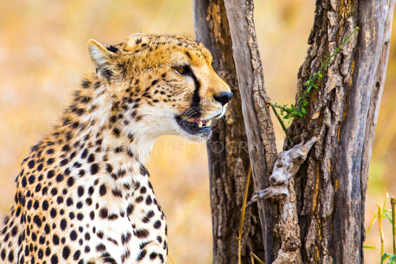 Cheetah sitting under tree and looking after enemies in Serengeti