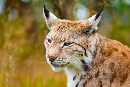 Close-up of eurasian lynx hunting in forest at summer