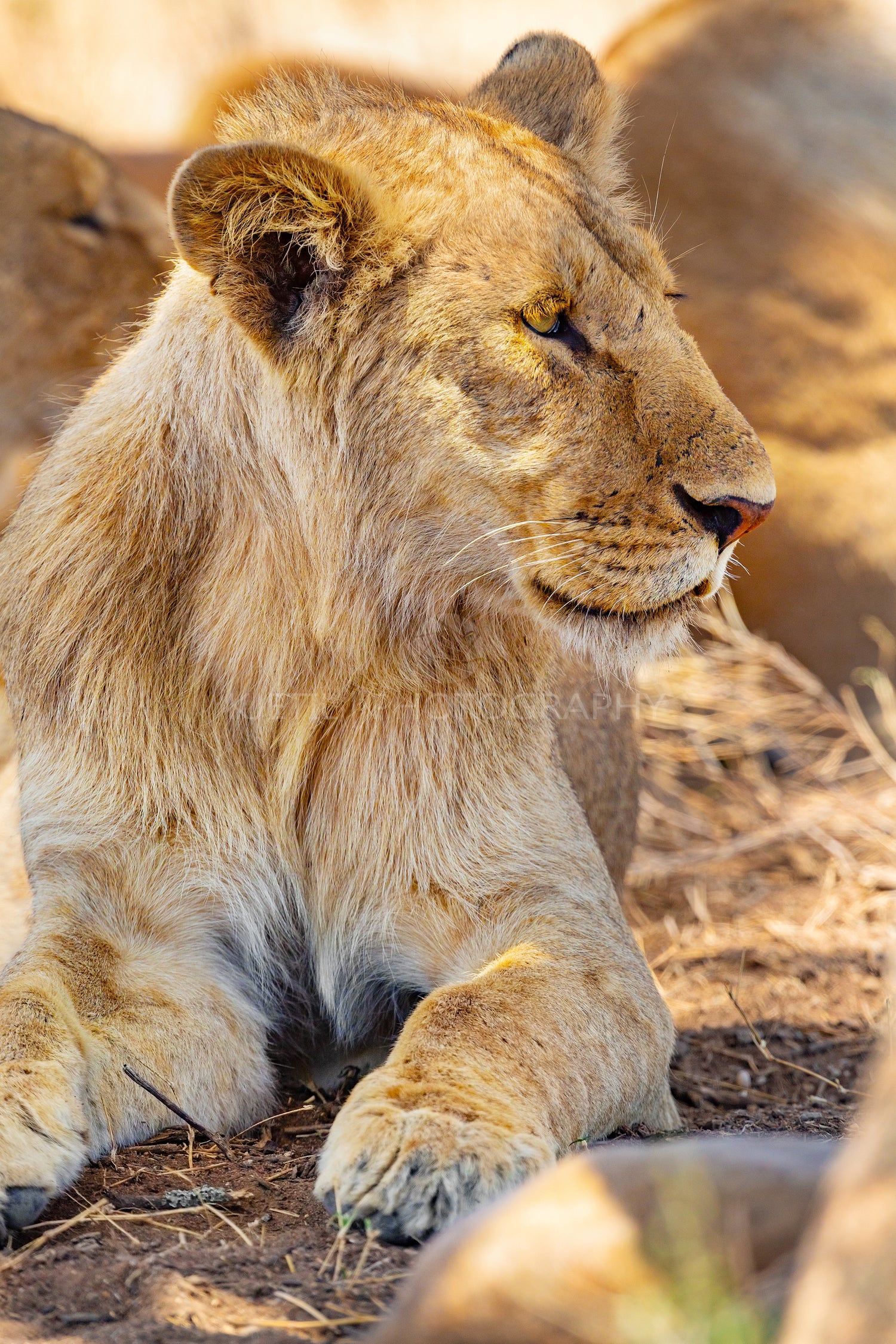 Young male lion resting together with the pride in Serengeti