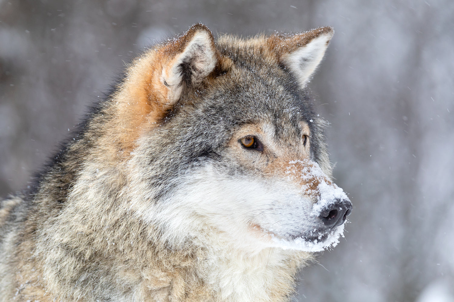 Close-up of focused wolf stands in beautiful and cold winter forest