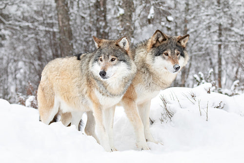 Two beautiful wolves in cold snowy winter landscape
