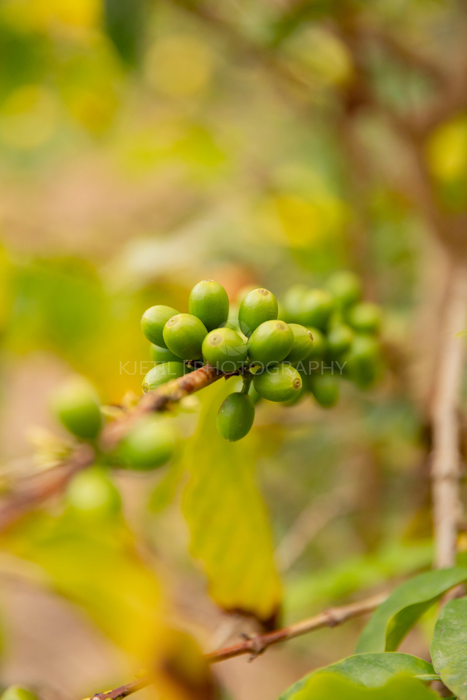 Twig Of Fresh Coffee Fruits Growing at Farm