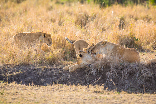 Lions cleaning her cubs