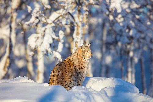 Lynx cat resting in the winter sun at sunset