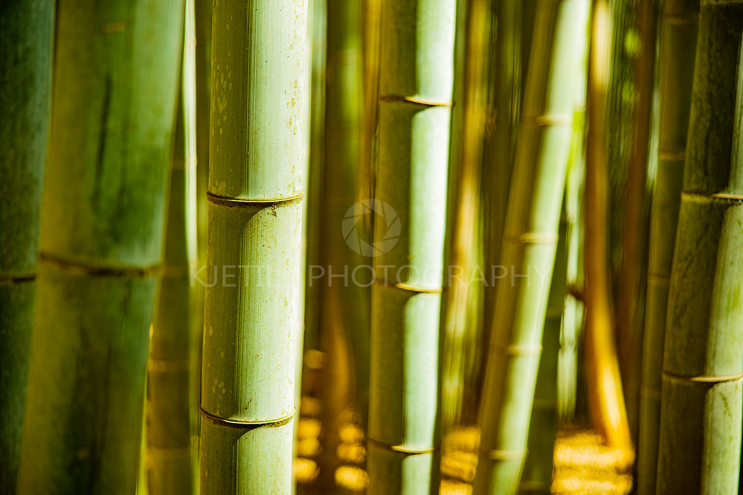 Close-up of bamboos growing in forest in Japan