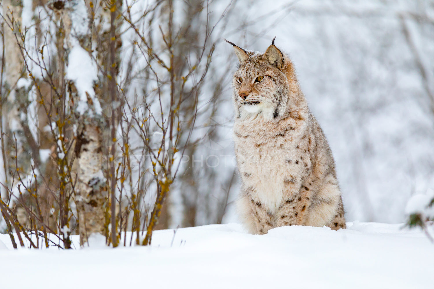 Beautiful cute lynx cub in the cold winter forest
