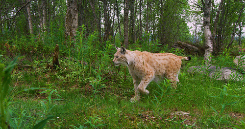 Two focused young european lynx cats walking in the forest in evening
