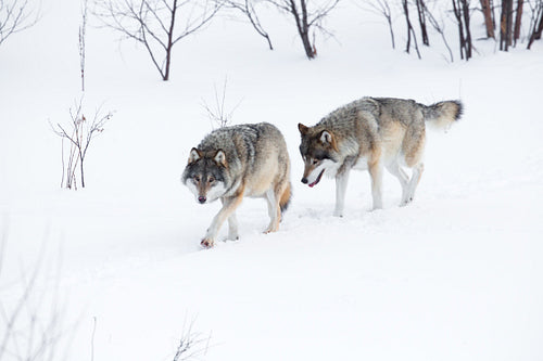 Two wolves walking in the snow