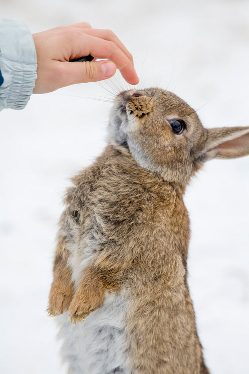 Young girl and cute hare outdoor in the snow
