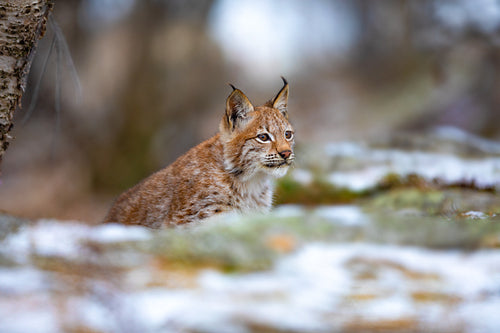 Eurasian lynx cub walking in the forest at early winter