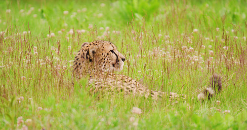 Cheetah lying on field in forest