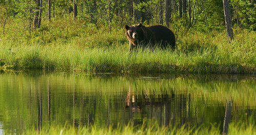 Large adult brown bear living free in the forest